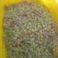 انگور گیله ده جعبه
