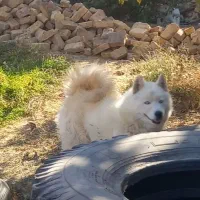 سگ هاسکی سفید