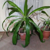 فروش گیاه ملکه اشکی