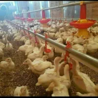 جوجه بوقلمون بیوتی سنگین وزن