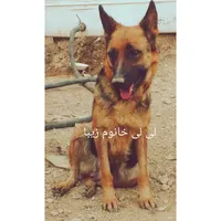 سگ ژرمن ماده زیبا نگهبان شیبدار اصیل قیمت استثنایی|سگ|تهران, افسریه|دیوار