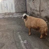 قوچ سنجابی عطیقه