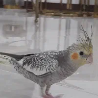جوجه عروس هلندی با قفس