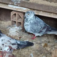 دو عدد کبوتر|پرنده|فاضل آباد, |دیوار