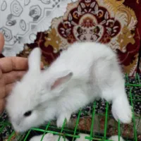 توله خرگوش لوپ|موش و خرگوش|نکا, |دیوار