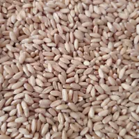 گندم دیم هشترود درجه یک