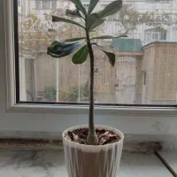 گل ادنیوم درحال گل دهی در تبریز تحویل داده میشه|گل و گیاه طبیعی|خسروشاه, |دیوار