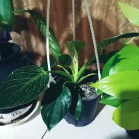 گل و گیاه طبیعی آپارتمانی|گل و گیاه طبیعی|مشهد, خواجه ربیع|دیوار