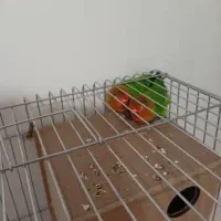 فروش طوطی برریلی