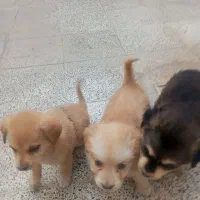 فروش سگ سه ماهه