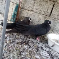 سیاه نامبر|پرنده|بندر گناوه, |دیوار