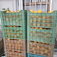 پرتقال ارگانیک کیلویی ۳۵.موجودی۲۰۰تا۲۵۰کیلو