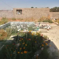 فروش غاز و بوقلمون و اردک|حیوانات مزرعه|نقده, |دیوار