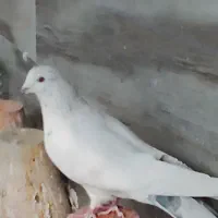 کبوتر ترک صدا کن وگوگ|پرنده|داران, |دیوار