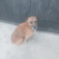 سگ با تربیت