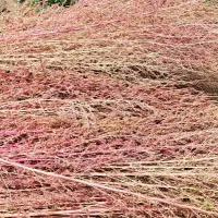 جارو محلی گل قرمز