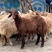 گوسفند زنده