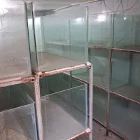 ۴۵ عدد اکواریوم پرورش ماهی زینتی|ماهی|ساوه, |دیوار