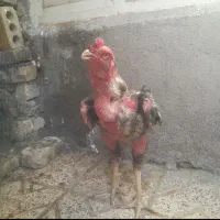 جوجه خروس لاری