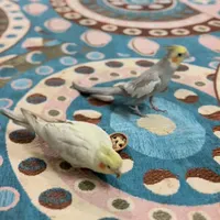 عروس هلندی گمشده|حیوانات|یزد, |دیوار