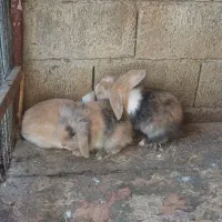 جفت خرگوش لوپ|موش و خرگوش|بابل, |دیوار