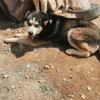 فروش ۲ عدد سگ