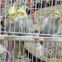 عروس هلندی|پرنده|گلستان (تهران), |دیوار