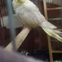 جفت عروس هلندی به همراه قفس و وسایل|پرنده|تهران, تختی|دیوار