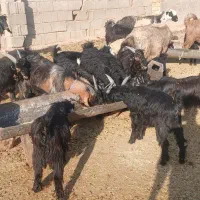 کهر