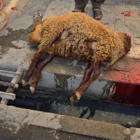 گوشت گوسفندی کشتار روز