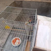 عروس هلندی مولد