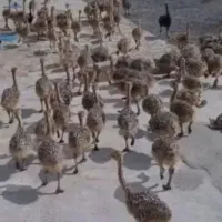 پخش جوجه شتر مرغ بالای ۱۰ عدد|حیوانات مزرعه|قزوین, |دیوار