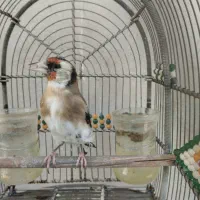 سهره دورگ سرسیا ماده جوجه قفسی زیر دهنی پر زور