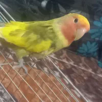 یک عدد کوتوله اهلی و یک عدد عروس هلندی اهلی