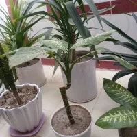 گلهای سرحال وشاداب.|گل و گیاه طبیعی|نورآباد ممسنی, |دیوار