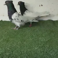 کفتر کله ، دم سفید ، خطی