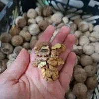گردو درجه یک مغز سفید