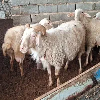 قوچ اصف پدرمادر پلاک اوین ژن