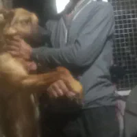 واگذاری ژرمن سگ نگهبان