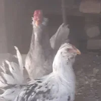 مرغ و خروس زینتی|حیوانات مزرعه|گلپایگان, |دیوار