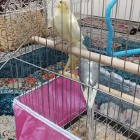 عروس هلندی دستی و سخن گو