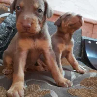 دوبرمن اصیل|سگ|مشهد, دانشجو|دیوار