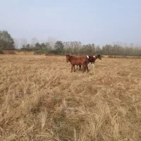 اسب|اسب و تجهیزات اسب‌سواری|تولم شهر, |دیوار