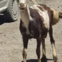 بره نر پلنگی
