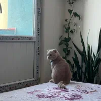 گربه ی خانگی