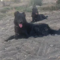 سگ گله|سگ|خوانسار, |دیوار