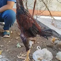 لاری خروس ده ماه