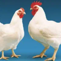 کار در مرغداری