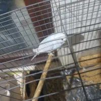 پرنده|پرنده|پره‌سر, |دیوار