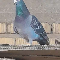کبوتر